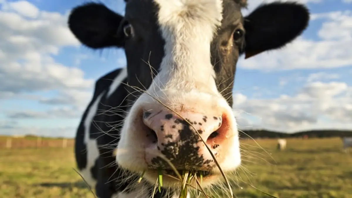 vaca pastando