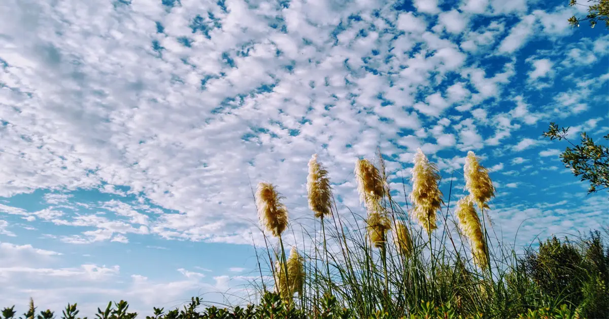 nubes aborregadas que significan 
