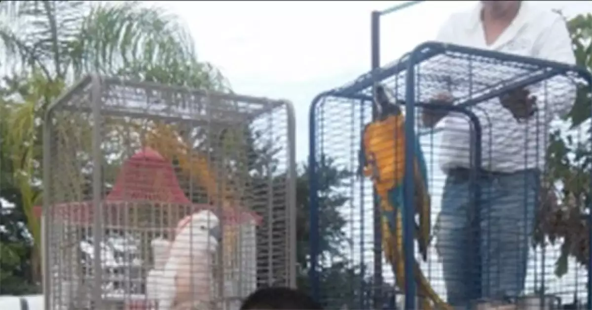 Pavorreales, cacatúas, guacamayas y cisnes negros fueron algunas de las aves encontradas en su rancho "Los Ciruelos", en Sinaloa.