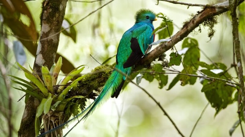 quetzal ave especies