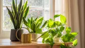 Plantas que absorben el calor en casa