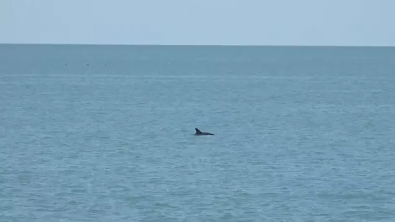 Vaquita Marina Mar de Cortés