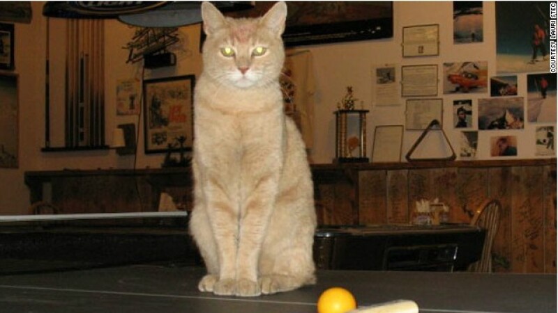 gato alcalde