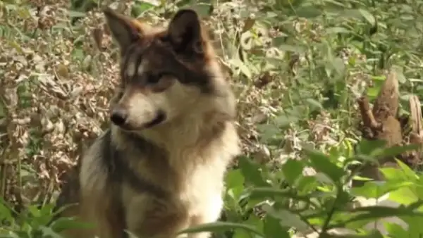 lobo mexicano