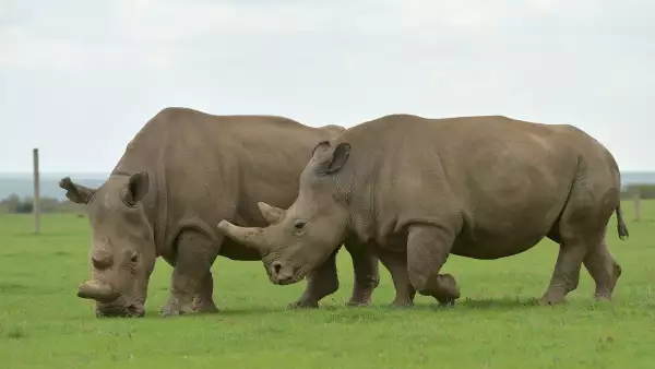 ¿El fin de la especie?