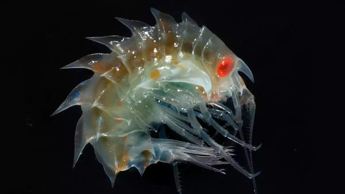 Misterioso ecosistema marino en la Antártida
