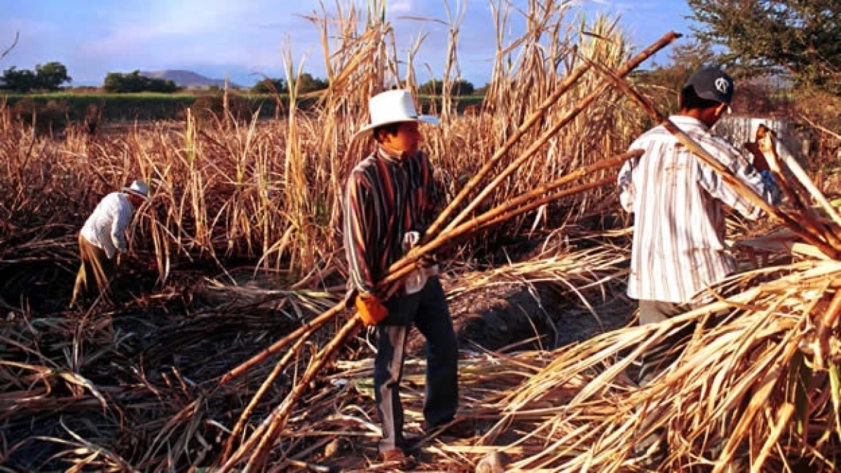 jornaleros