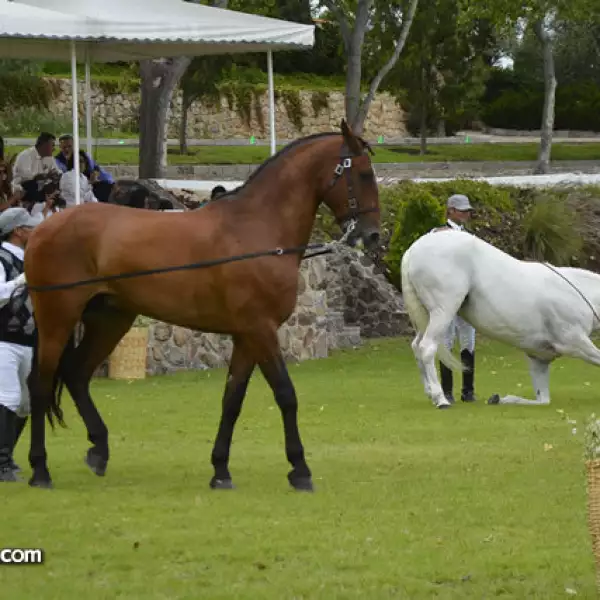 Doma de caballos Lucitános a la alta escuela