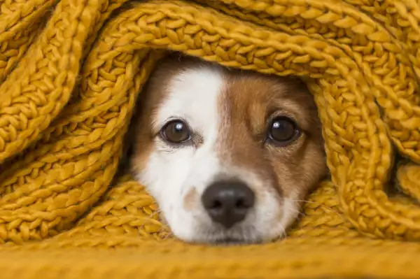 como proteger a las mascotas en invierno