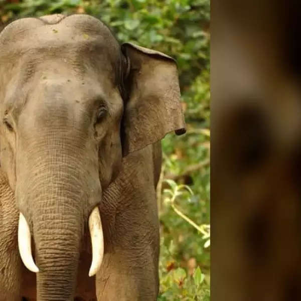 irpt-elefantes-india4