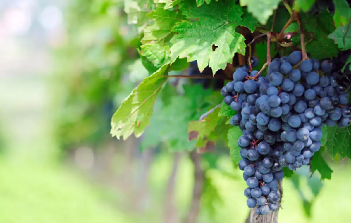 Viñedos