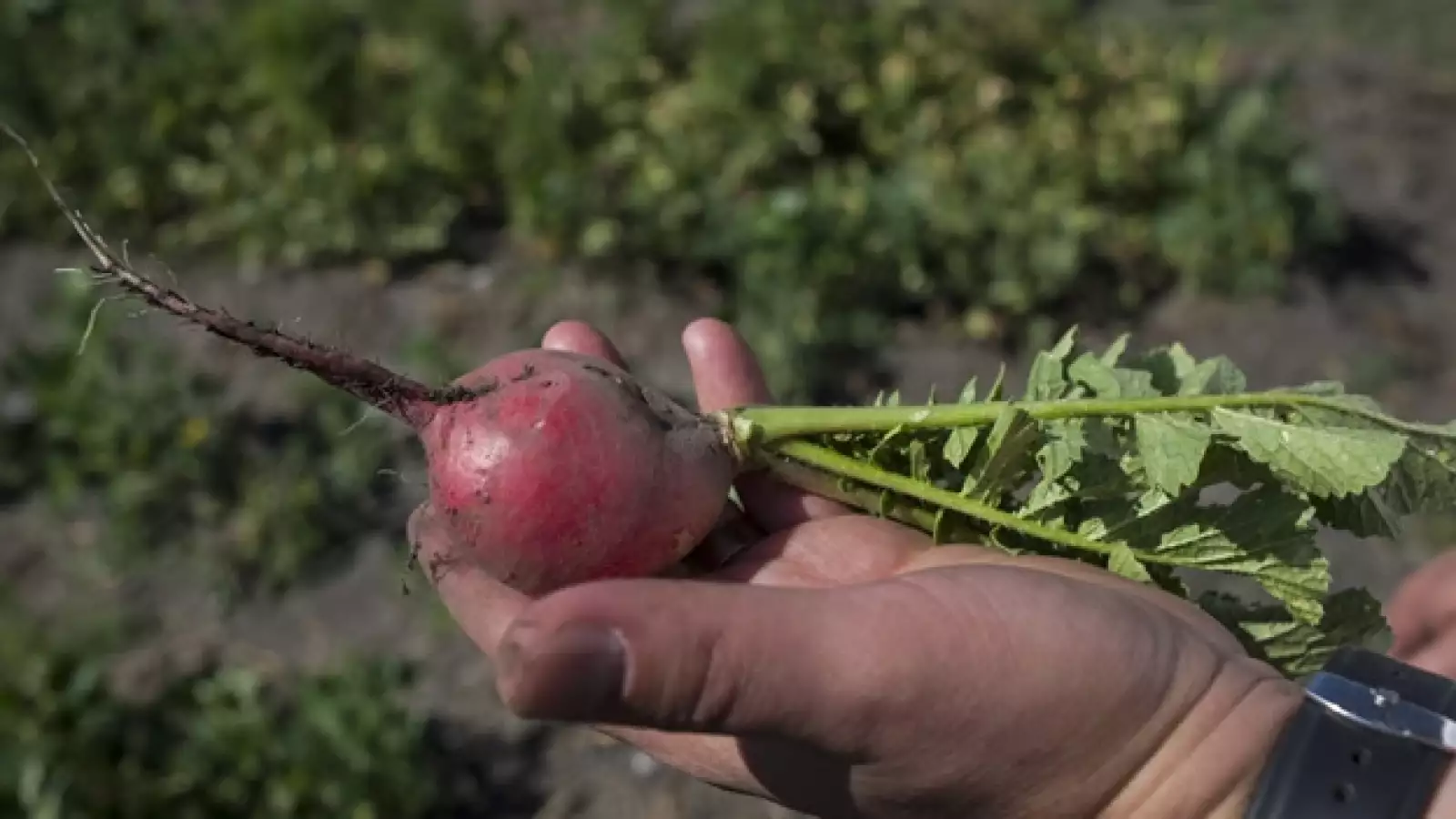 xochimilco, siembra, vegetales, dieta, tierra