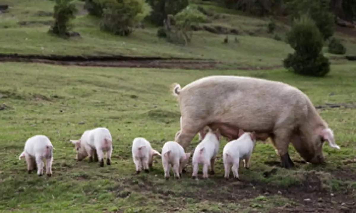 Se espera que la diarrea porcina cause una caída de 9.7% en la producción de carne de cerdo en México. (Foto: Getty Images)