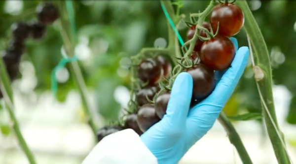 De acuerdo con el Director General de Syngenta México el tomate YOOM también ofrece una mayor vida en anaquel.