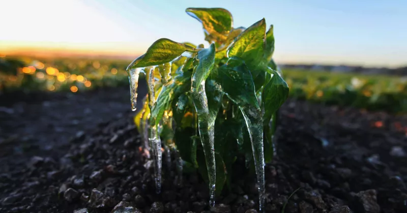 danos-cultivos-heladas-.jpg