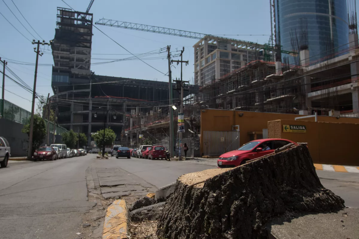 árboles talados Mitikah