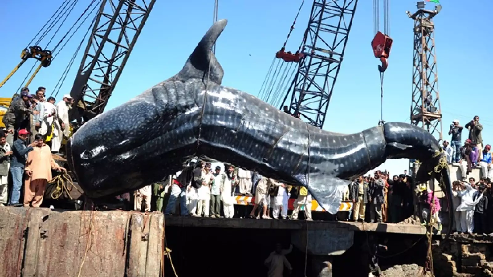 golfo persico, ballena, caceria, planeta
