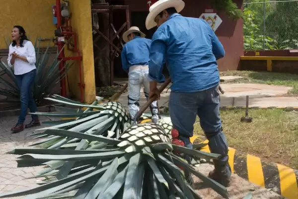 Jimador en La Primavera