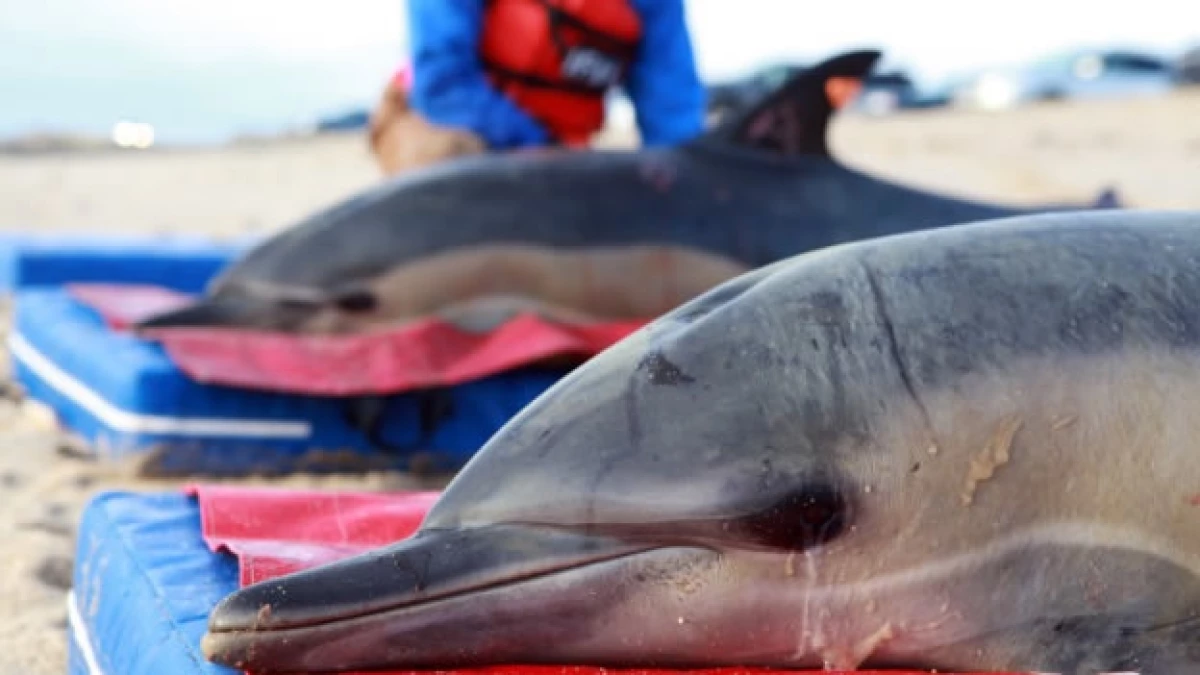 delfines especies acuaticas