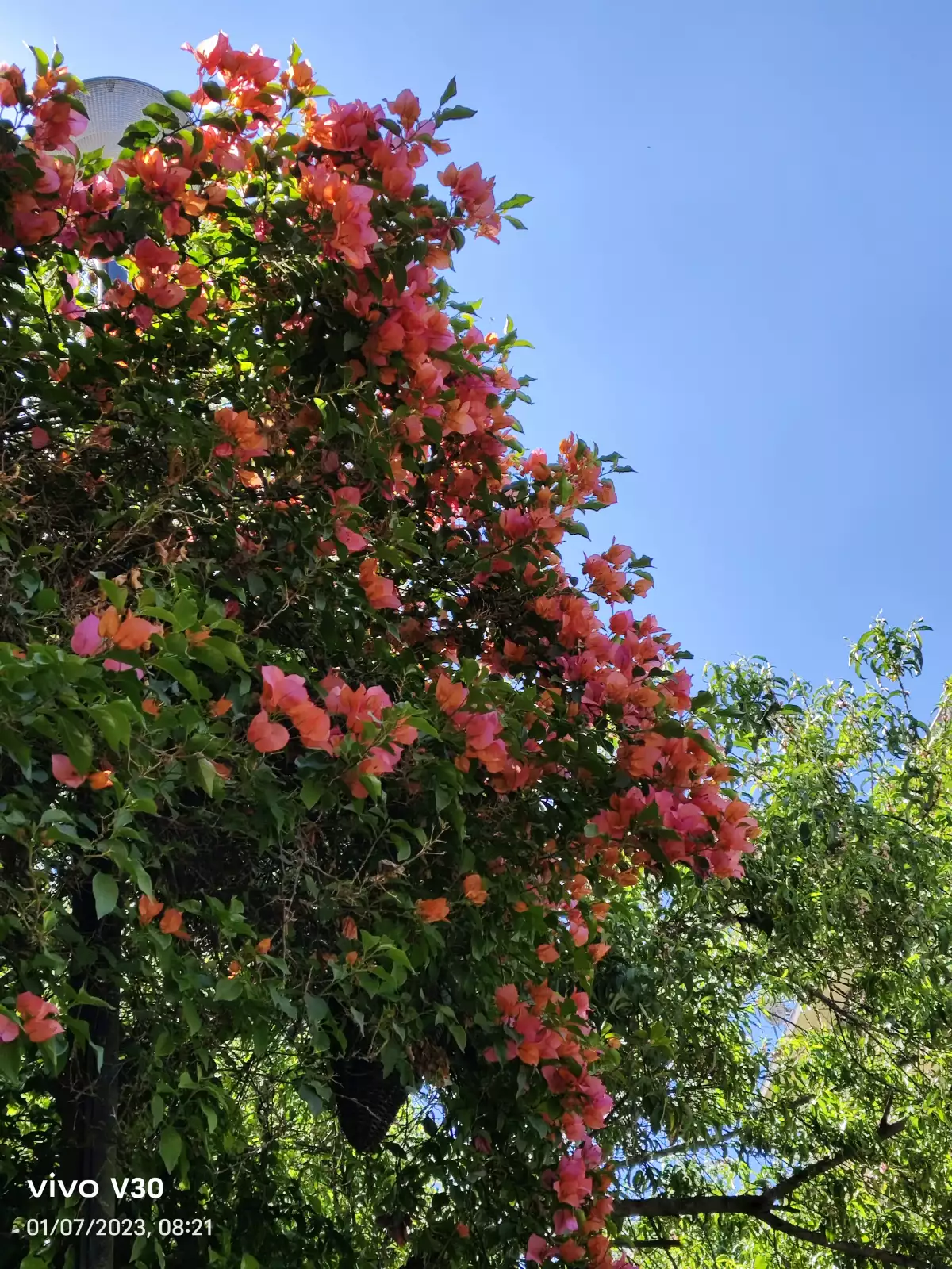 IMG_20230701_082101.jpg