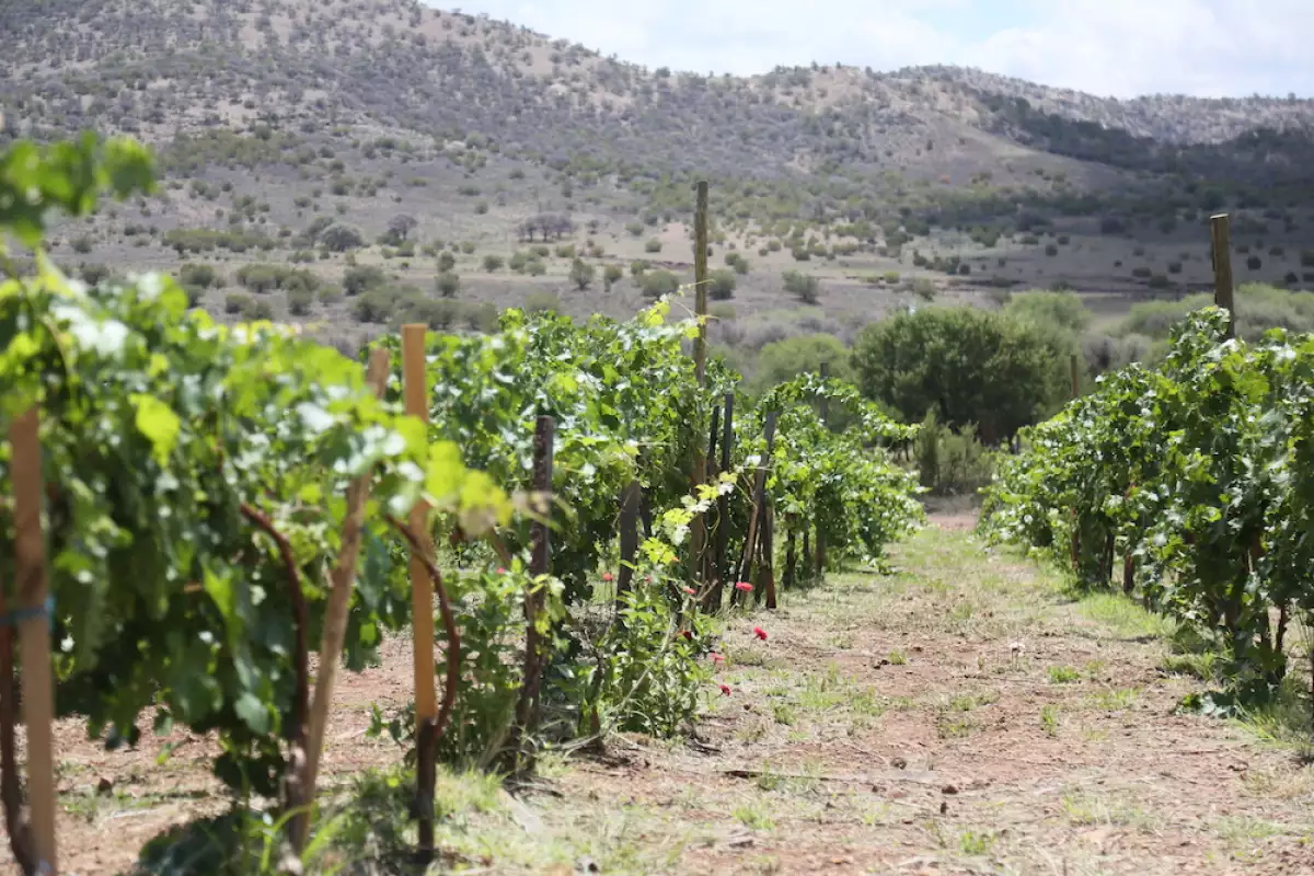 viñedos Ciénaga de Castilla