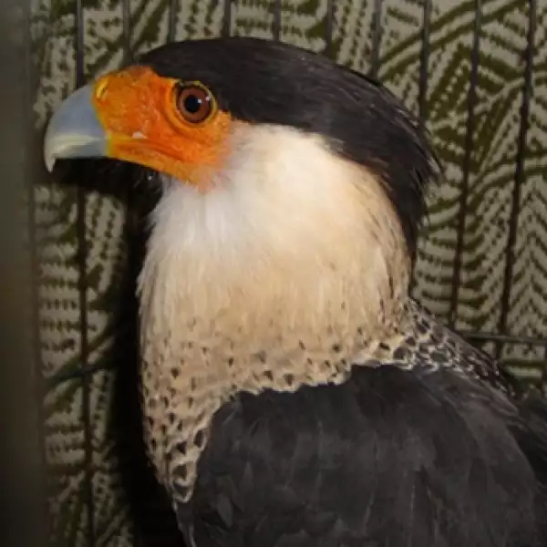 Aves Hank Rhon 