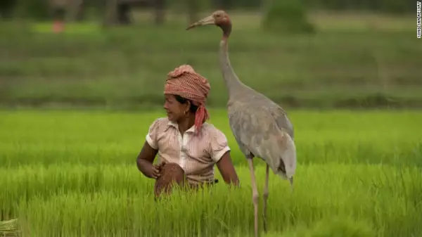Al natural