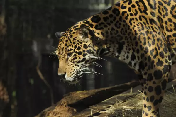 La salamandra lengua de hongo y otros 6 animales amenazados por el Tren Maya