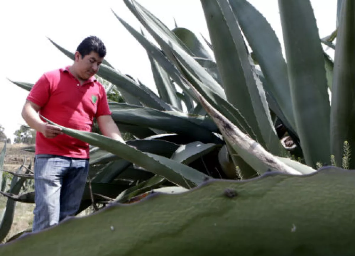 maguey pulquero