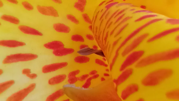 motog60s_macro.jpg