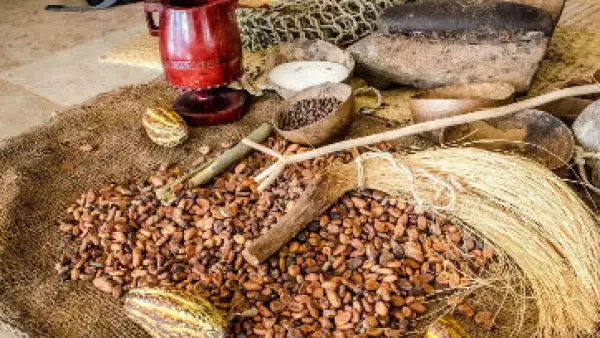 cacao