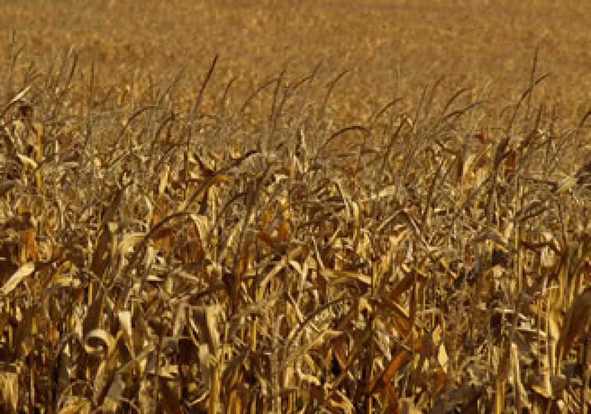 Los ataques a almacenes y camiones se han multiplicado y ocurren casi cada semana en Sinaloa, donde algunas de las peores heladas en décadas devastaron plantíos de maíz. (Foto: SXC)