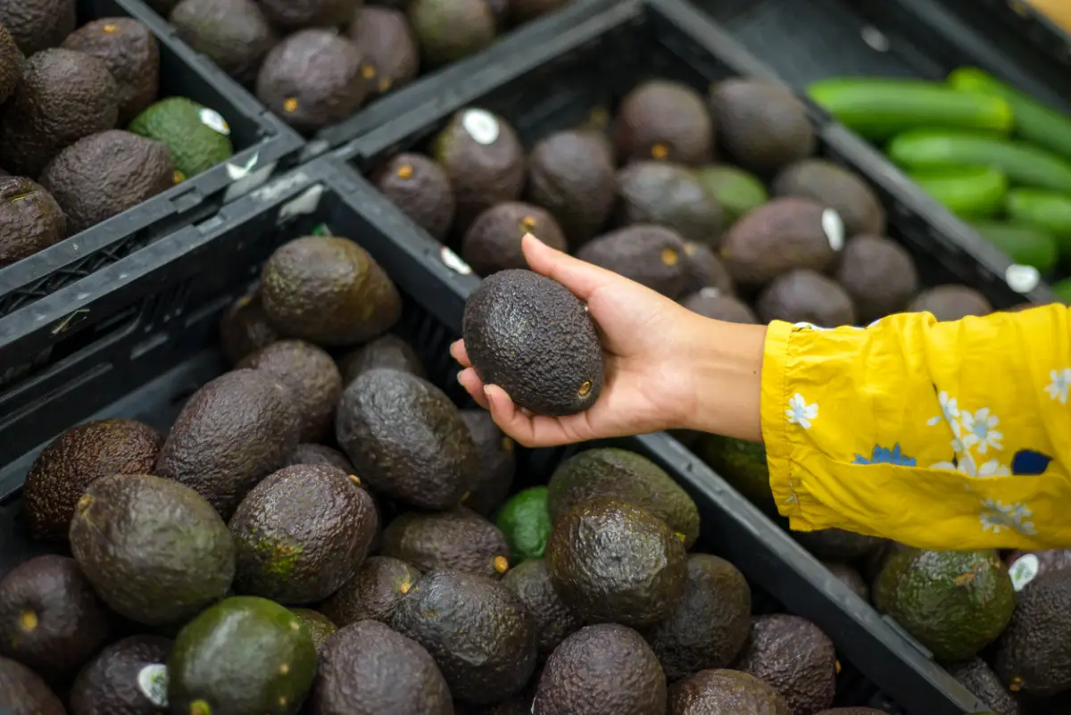 Día Internacional del Aguacate: ¿Cuánto exporta México a Estados Unidos y otros países?