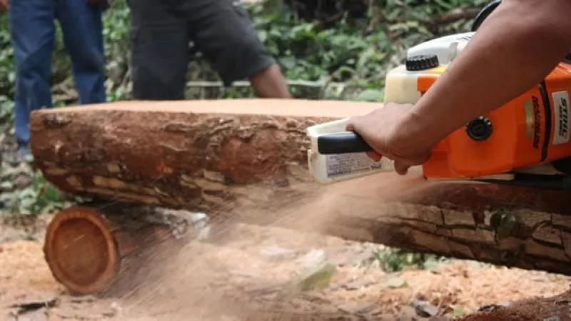 comunidades forestales