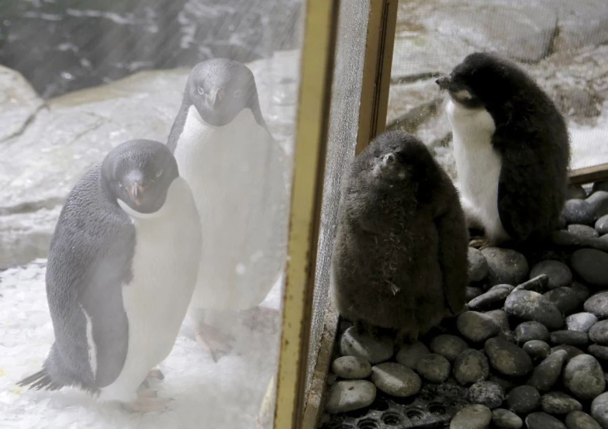 Pingüinos de Adelia