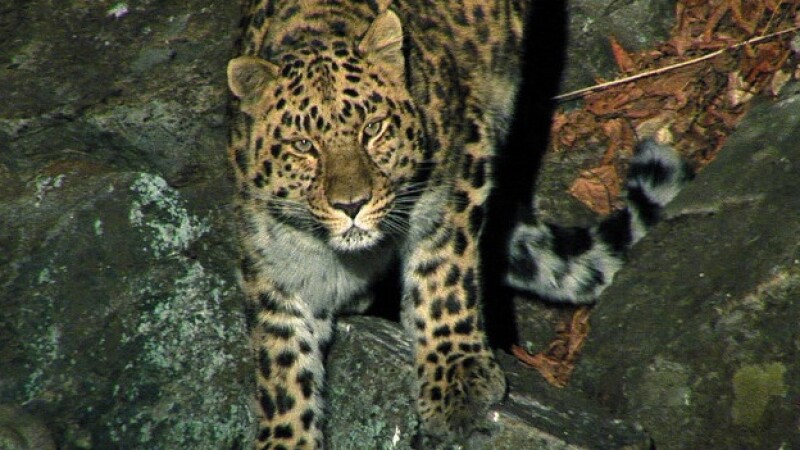 leopardo amur siberiano felino especies