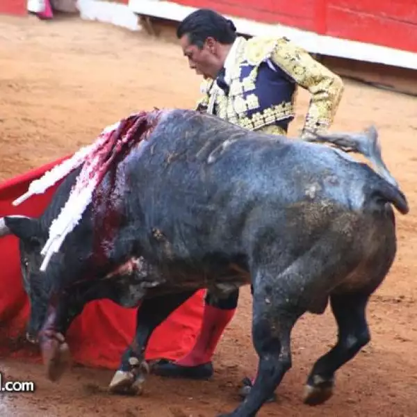 toros 1 fecha