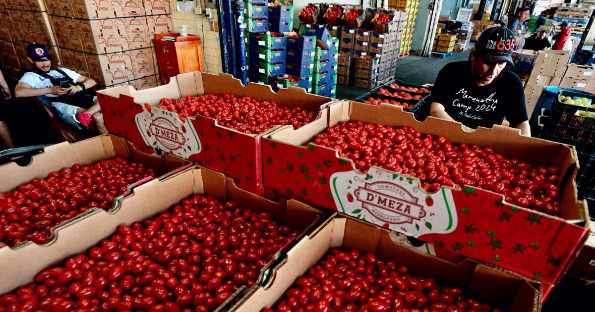 Böylece Meksika, Amerika Birleşik Devletleri'ndeki yeni domates vergisini etkiliyor