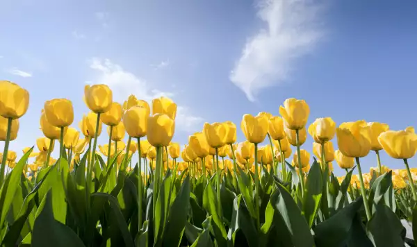 yellow tulips