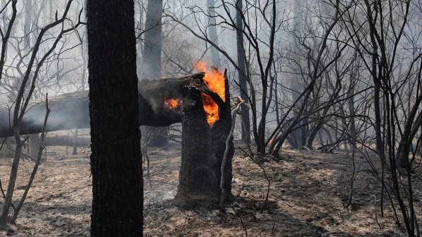 Un árbol en llamas en el bosque de La Teste-de-Buch destruido por un gran incendio cerca de Dune du Pilat mientras los incendios forestales continúan propagándose en la región de Gironda, en el suroeste de Francia.