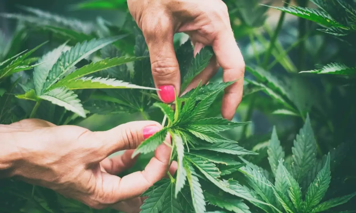 Las madres de niños que usan el cannabis medicinal piden acelerar su regulación