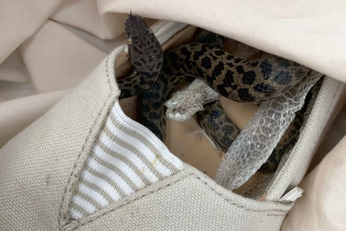 Serpiente