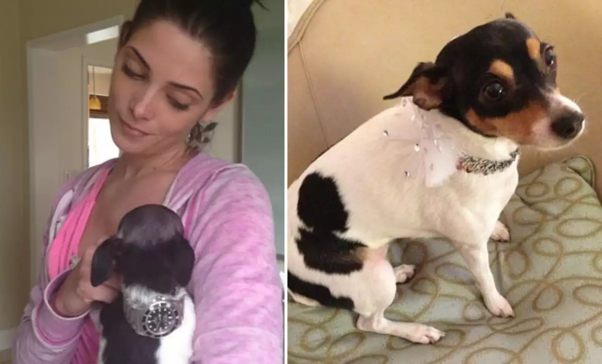 Las mascotas de Ashley se llamaban Marlo y Theo.