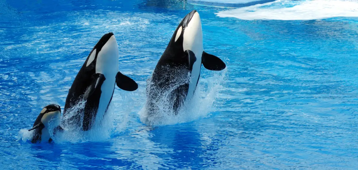 Orca
