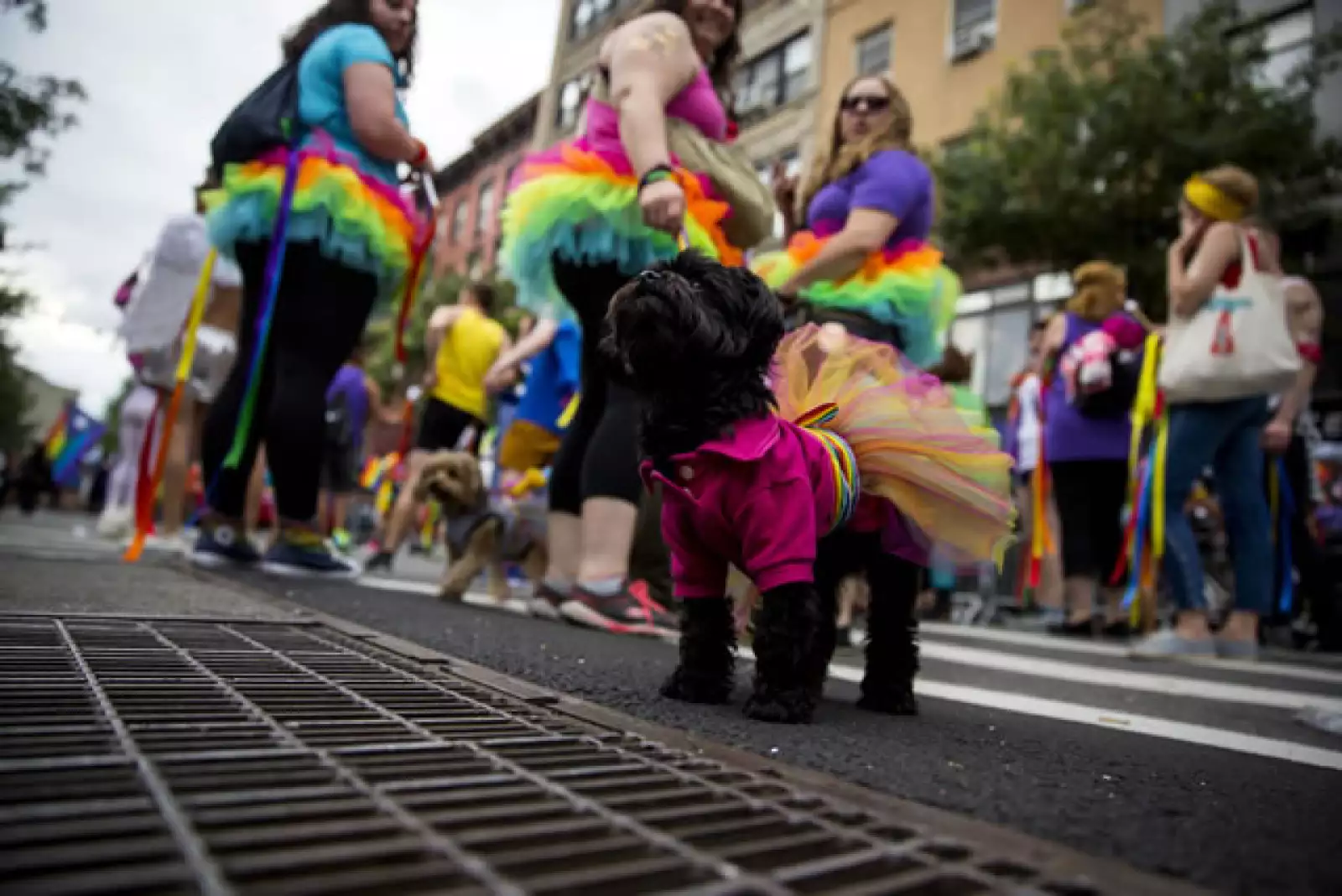 Hasta las mascotas fueron disfrazadas para participar en el desfile.