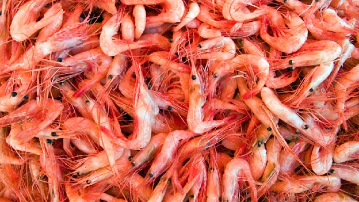 camarones