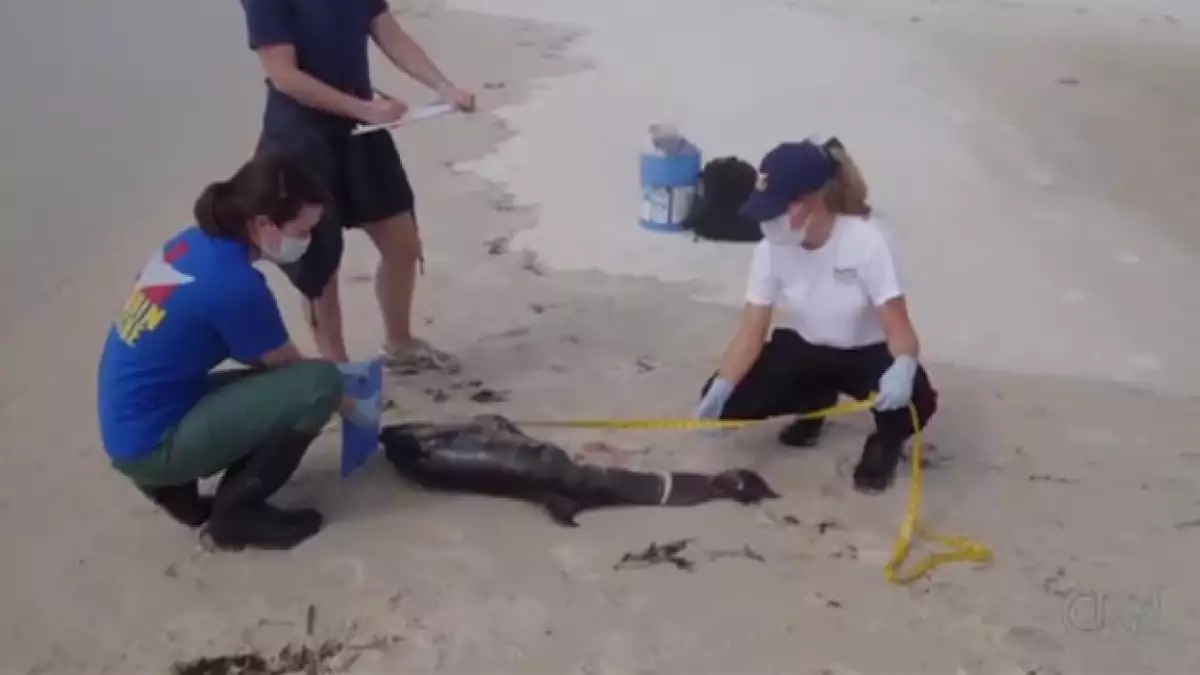 delfin golfo derrame