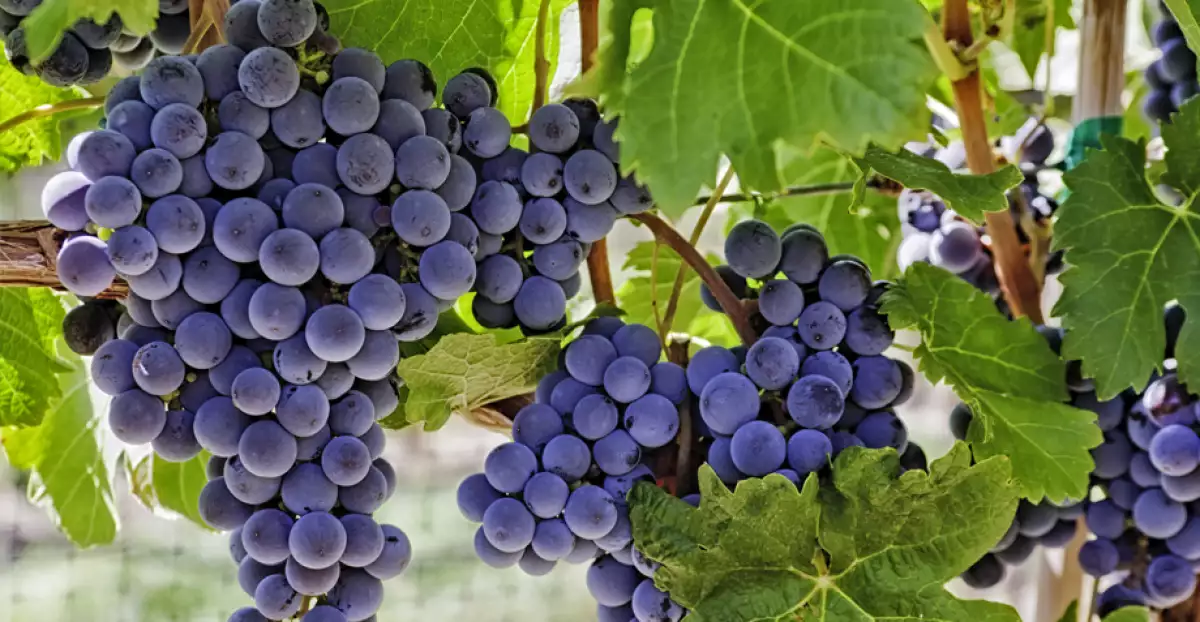 Vino