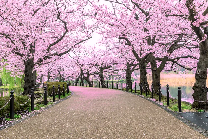 Hanami