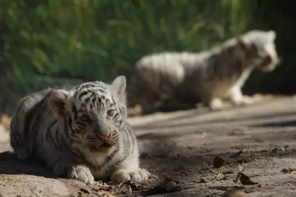 En peligro de extinción